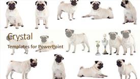  Presentation with 3d man sitting question mark - Slides featuring animal collage - many pugs sitting standing background and a cream colored foreground