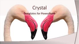  Presentation with pair of gloves - Slides enhanced with animal collage - pair of flamingos on white background and a lemonade colored foreground