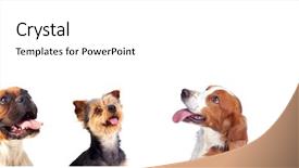  Presentation with animal collage - Slide deck consisting of animal collage - pensive different dogs looking up background and a white colored foreground