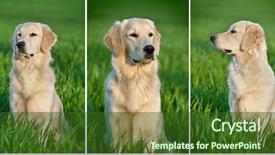  Presentation with animal collage - Slide deck featuring animal collage - portrait of a beautiful young background and a forest green colored foreground