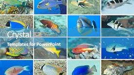  Presentation with animal collage - Colorful presentation theme enhanced with animal collage - set of 16 tropical fishes backdrop and a teal colored foreground