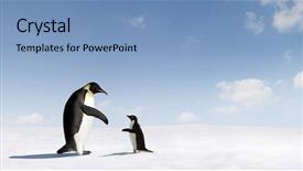  Presentation with connecting - Cool new presentation theme with animal communication - adelie penguin and emperor penguin backdrop and a light blue colored foreground