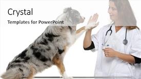  Presentation with vet - Slide deck enhanced with animal communication - australian shepherd giving its paw background and a white colored foreground