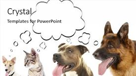  Presentation with heads - Slide set having animal communication - dogs and cat with empty background and a white colored foreground