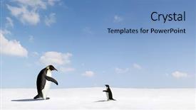  Presentation with communication - Presentation theme having animal communication - emperor penguin reaches background and a teal colored foreground