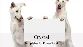  Presentation with dog park dogs plays - Presentation theme with animal communication - two crossbreed dogs sitting background and a light gray colored foreground