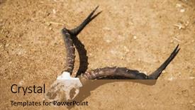  Presentation with animal nature - Audience pleasing presentation design consisting of animal corpse nature and wildlife backdrop and a coral colored foreground