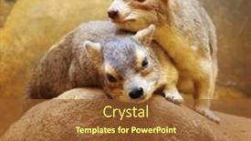  Presentation with animal nature - PPT theme having animal-couple-in-love-portrait background and a tawny brown colored foreground