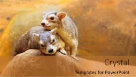  Presentation with funny animal - Presentation design consisting of animal-couple-in-love-portrait background and a gold colored foreground
