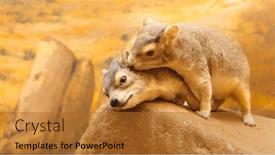  Presentation with funny animal - Presentation theme featuring animal-couple-in-love-portrait background and a red colored foreground