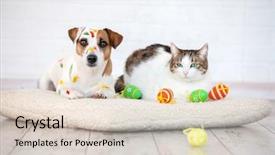  Presentation with cat dog - Colorful slide set enhanced with animal drawings - dog and cat with easter backdrop and a lemonade colored foreground