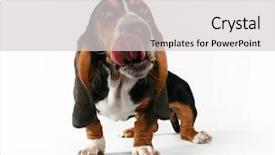  Presentation with basset hound - Amazing PPT theme having animal ear - basset hound licking his big backdrop and a light gray colored foreground