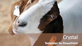  Presentation with brown and white - Amazing PPT theme having animal ear - closeup overhead image backdrop and a tawny brown colored foreground