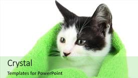  Presentation with kitten - Amazing slide deck having animal ear - small kitten in green towel backdrop and a  colored foreground
