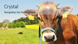  Presentation with animal cow - Theme enhanced with animal ear - swiss cow background and a sky blue colored foreground