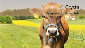  Presentation with animal cow - PPT layouts with animal ear - swiss cow background and a coral colored foreground