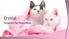  Presentation with kitten - Colorful presentation design enhanced with animal ear - two small kitten in pink backdrop and a lemonade colored foreground