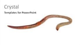  Presentation with worm - Beautiful slide deck featuring animal earth worm isolated backdrop and a white colored foreground