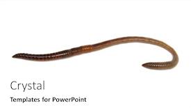  Presentation with worm - Beautiful PPT theme featuring animal earth worm isolated backdrop and a white colored foreground