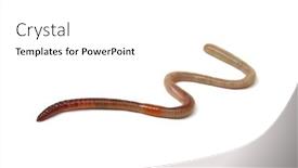  Presentation with worm - Beautiful PPT theme featuring animal-earth-worm-isolated backdrop and a white colored foreground