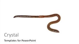  Presentation with worm - Colorful PPT theme enhanced with animal-earth-worm-isolated backdrop and a white colored foreground