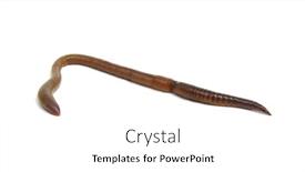  Presentation with worm - Cool new PPT layouts with animal-earth-worm-isolated backdrop and a white colored foreground