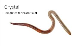  Presentation with worm - Amazing PPT theme having animal-earth-worm-isolated backdrop and a white colored foreground