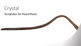  Presentation with worm - Presentation theme enhanced with animal-earth-worm-isolated background and a white colored foreground