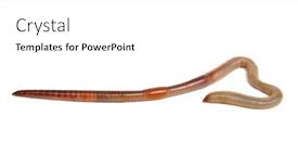  Presentation with worm - Slides enhanced with animal-earth-worm-isolated background and a white colored foreground