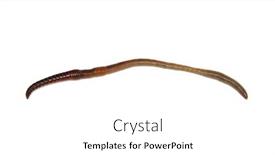  Presentation with worm - Slide set having animal-earth-worm-isolated background and a white colored foreground