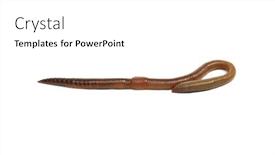  Presentation with worm - Theme featuring animal-earth-worm-isolated background and a white colored foreground