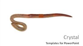  Presentation with worm - PPT layouts enhanced with animal-earth-worm-isolated background and a white colored foreground