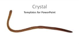  Presentation with worm - PPT layouts enhanced with animal-earth-worm-isolated background and a white colored foreground