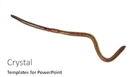  Presentation with worm - Beautiful PPT layouts featuring animal-earth-worm-isolated backdrop and a white colored foreground