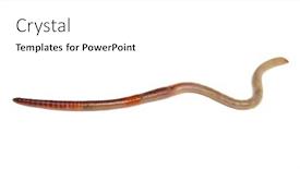  Presentation with worm - Slide set enhanced with animal-earth-worm-isolated background and a white colored foreground