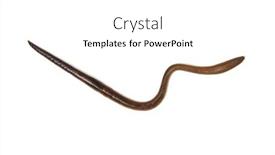  Presentation with worm - PPT theme featuring animal-earth-worm-isolated background and a white colored foreground