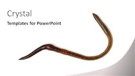  Presentation with worm - Amazing presentation theme having animal-earth-worm-isolated backdrop and a white colored foreground