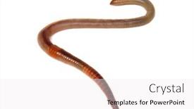  Presentation with worm - Amazing presentation design having animal-earth-worm-isolated backdrop and a white colored foreground