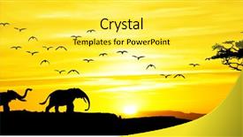  Presentation with panoramic - Slides enhanced with animal elephant - panoramic of african wildlife background and a yellow colored foreground