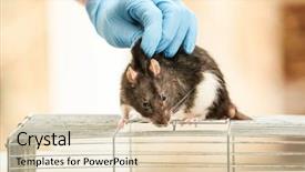  Presentation with rat - Slide deck having animal experimentation - hand of scientist with cute background and a lemonade colored foreground