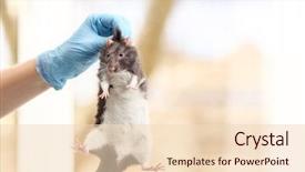  Presentation with rat - Amazing PPT theme having animal experimentation - hand of scientist with cute backdrop and a lemonade colored foreground