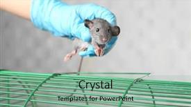  Presentation with rat - Cool new presentation with animal experimentation - hand of scientist with cute backdrop and a seafoam green colored foreground