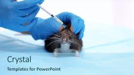  Presentation with injection - Amazing presentation theme having animal experimentation - hands of scientist giving injection backdrop and a light blue colored foreground