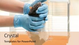  Presentation with rat - Cool new presentation design with animal experimentation - hands of scientist with cute backdrop and a yellow colored foreground