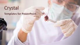  Presentation with lab animal - Audience pleasing PPT theme consisting of animal experimentation - male entomologist working backdrop and a lemonade colored foreground