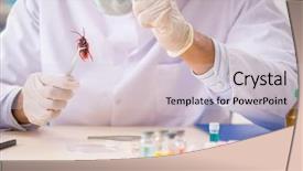  Presentation with lab animal mice - PPT layouts having animal experimentation - male entomologist working background and a  colored foreground