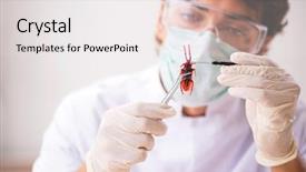  Presentation with amily a new born - Cool new PPT layouts with animal experimentation - male entomologist working backdrop and a  colored foreground