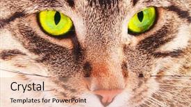  Presentation with dog and cat health - Slide deck having animal eyes - beautiful young cat background and a coral colored foreground