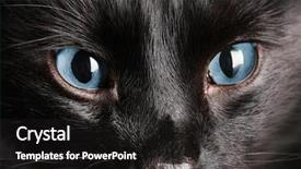  Presentation with black cat in front - PPT layouts with animal eyes - black cat close up background and a dark gray colored foreground
