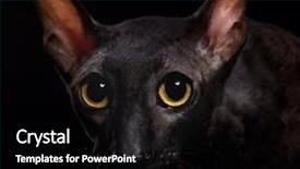  Presentation with black cat in front - Theme with animal eyes - black cornish rex cat background and a black colored foreground